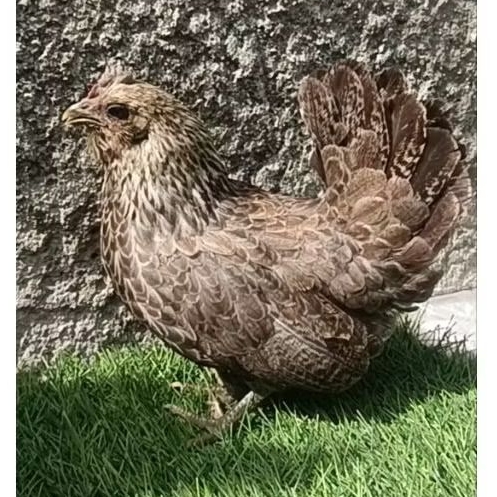 ayam kate betina dewasa