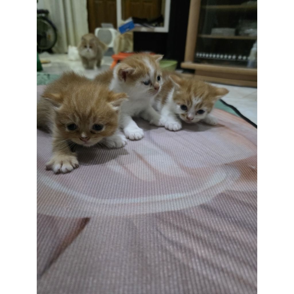 Open Adopt Adopsi anak kucing lucu