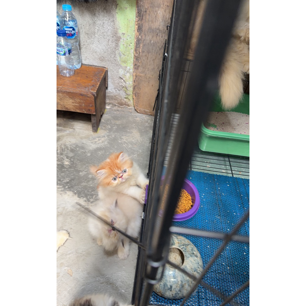 Kucing kitten flatnose persia - anak kucing pesek - kitten persia kucing peaknose