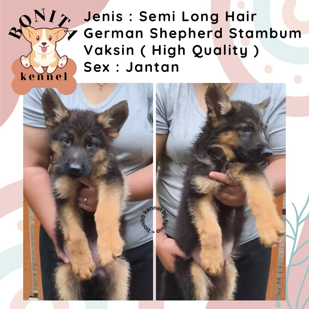 Long Hair German Shepherd Stambum Anak Anjing Herder Jantan Betina