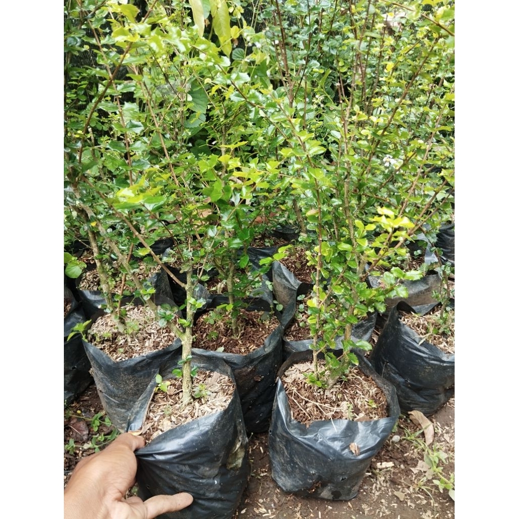 bonsai mirten duri ukuran serokok