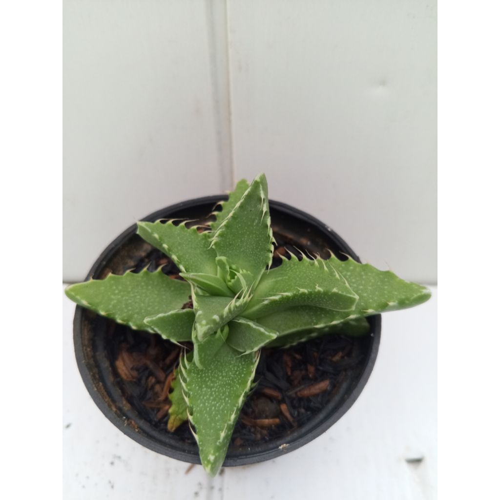 faucaria trigina mini