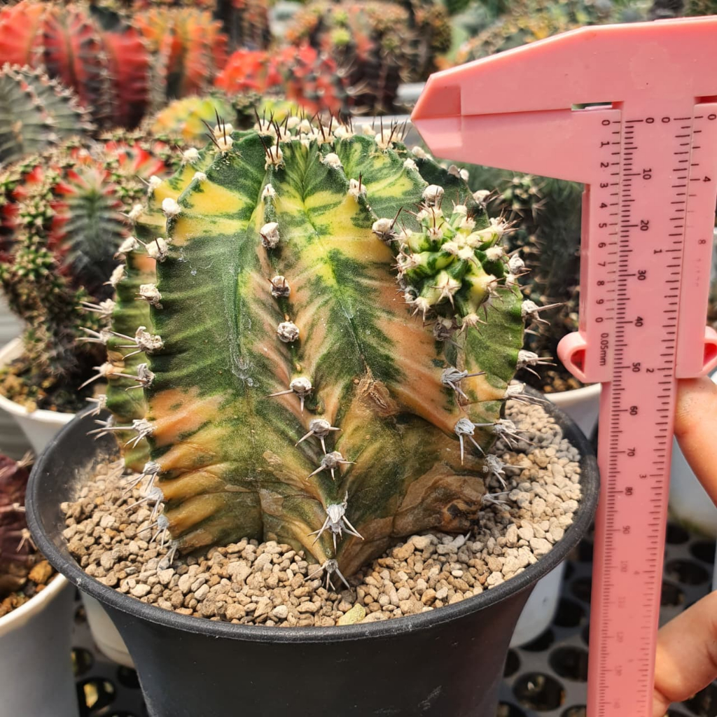 Gymnocalycium Mihanovichii Hybrid Yellow Color Tower Form Jumbo BIG Size Cluster