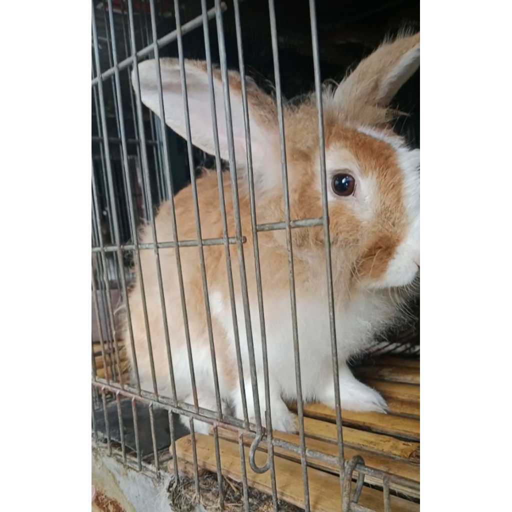 INDUKAN BETINA kelinci lokal topeng (sesuai foto) usia 1th up.