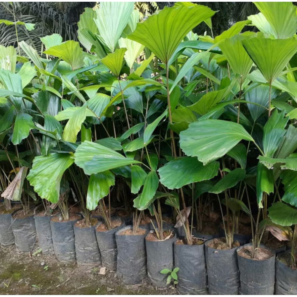 Bibit Pohon Aren Genjah / Bibit Tanaman Aren Genjah