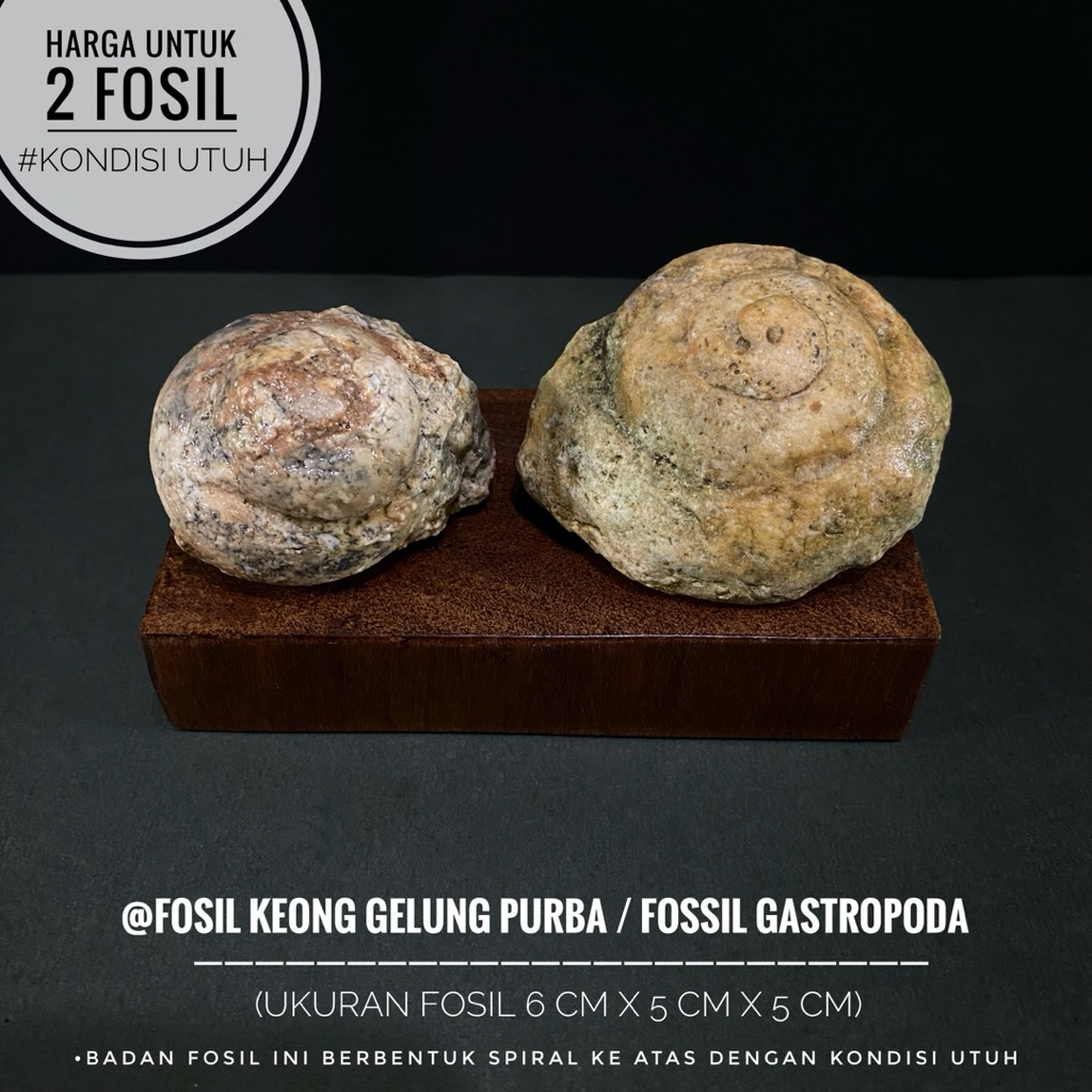 Fosil Keong Gelung Purba atau Fossil Trochus Niloticus atau Fosil Kerang atau Fosil Temuan