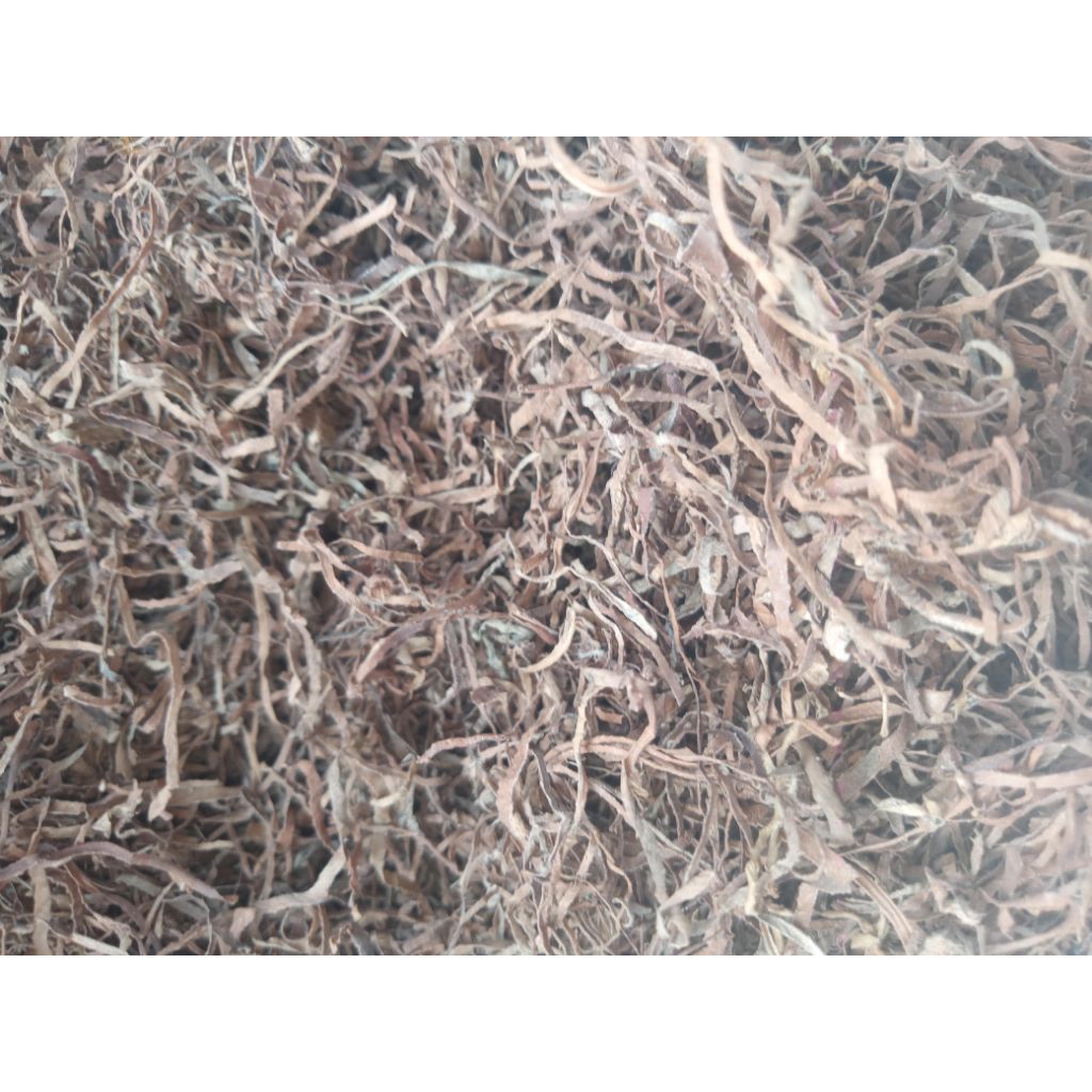 daun talas beneng kering 500 grm