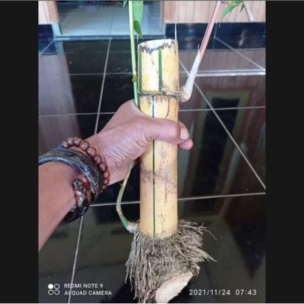 bahan bonsai bambu kuning