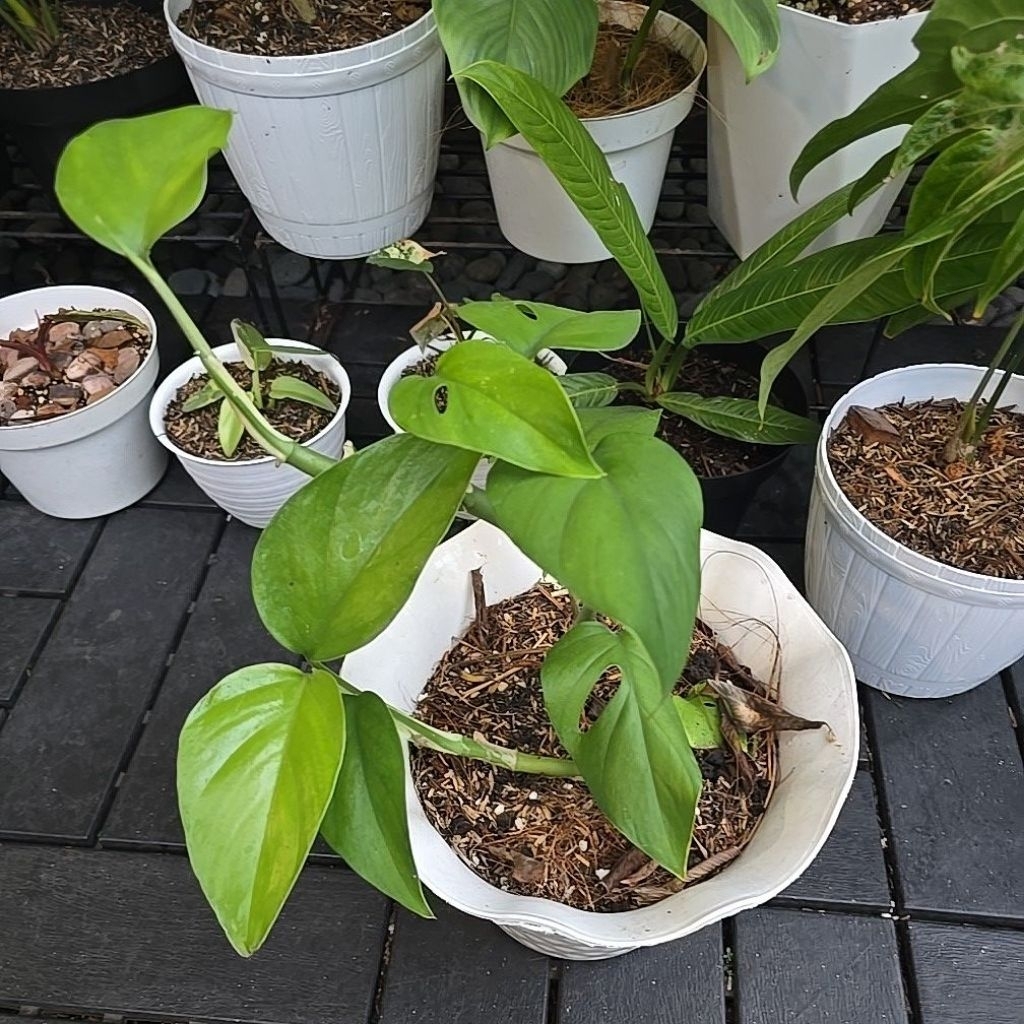 Tanaman hias Rhaphidophora Pertusa/Monstera pertusa daun aktif