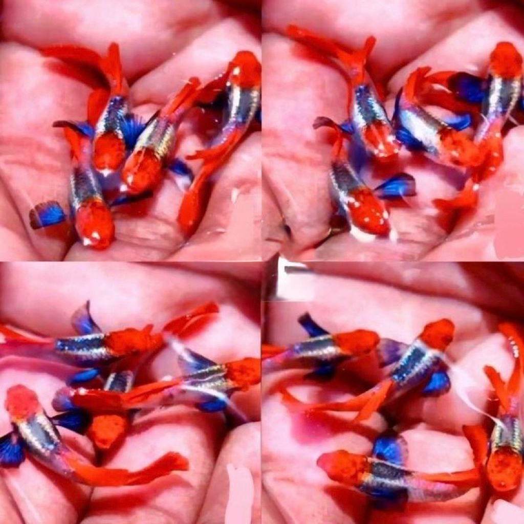 IKAN GUPPY PRTDE KOI