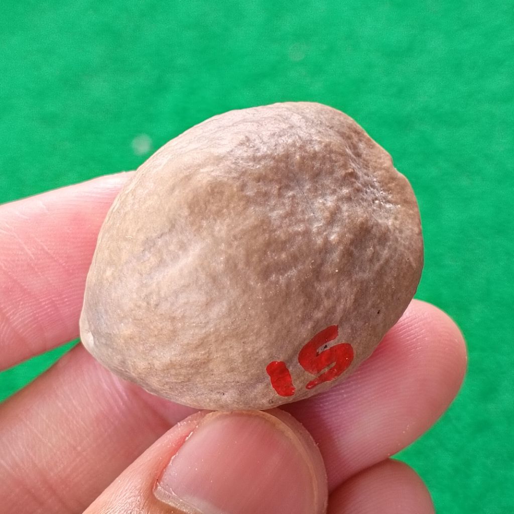 Muncang Adu Jabra RD original kode 15