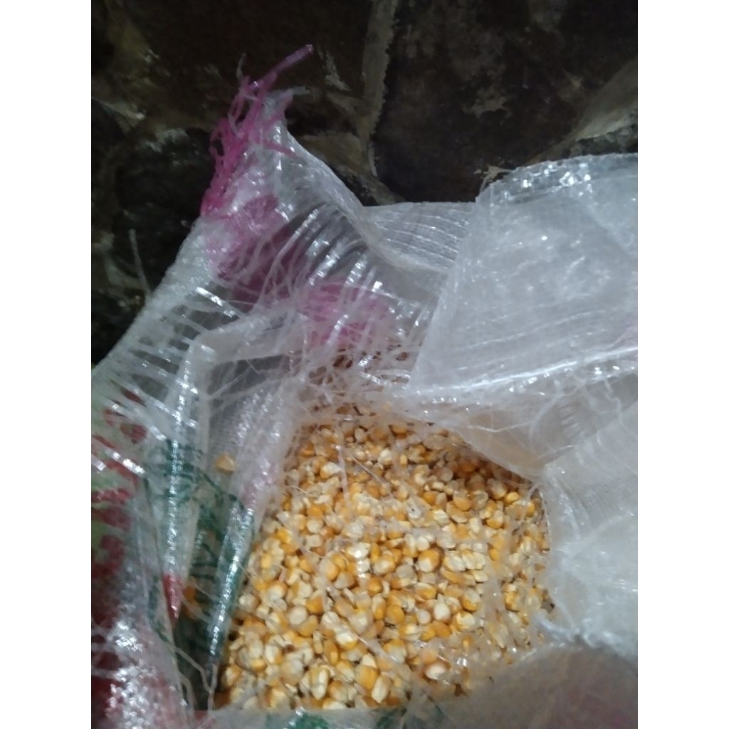 Jagung Pipil Kering kemasan Jagung hibrida pakan unggas
