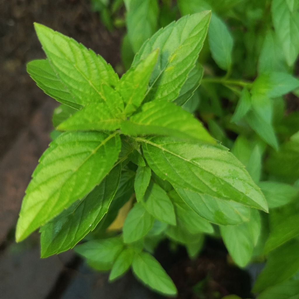 Menthol Bibit Tanaman Menthol Mint Menthol