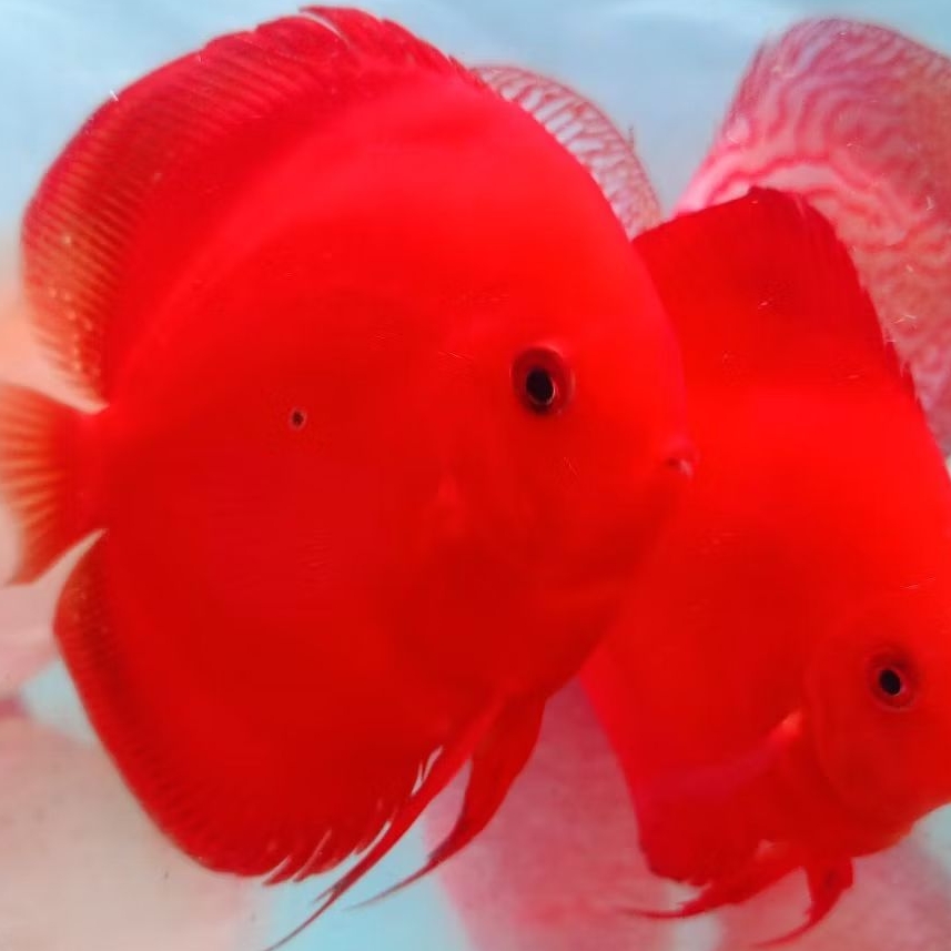 Discus aquascape Super red ikan hias aquarium