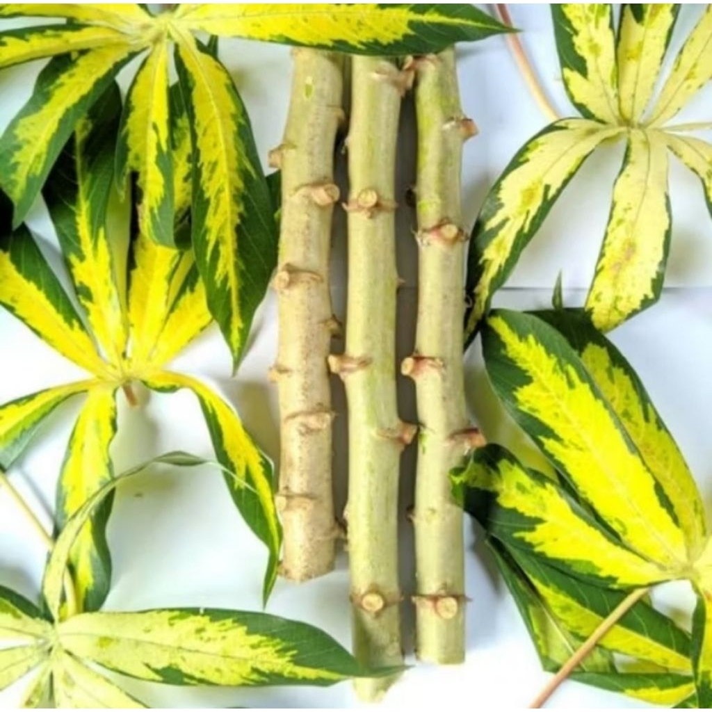 STEK SINGKONG VARIGATA