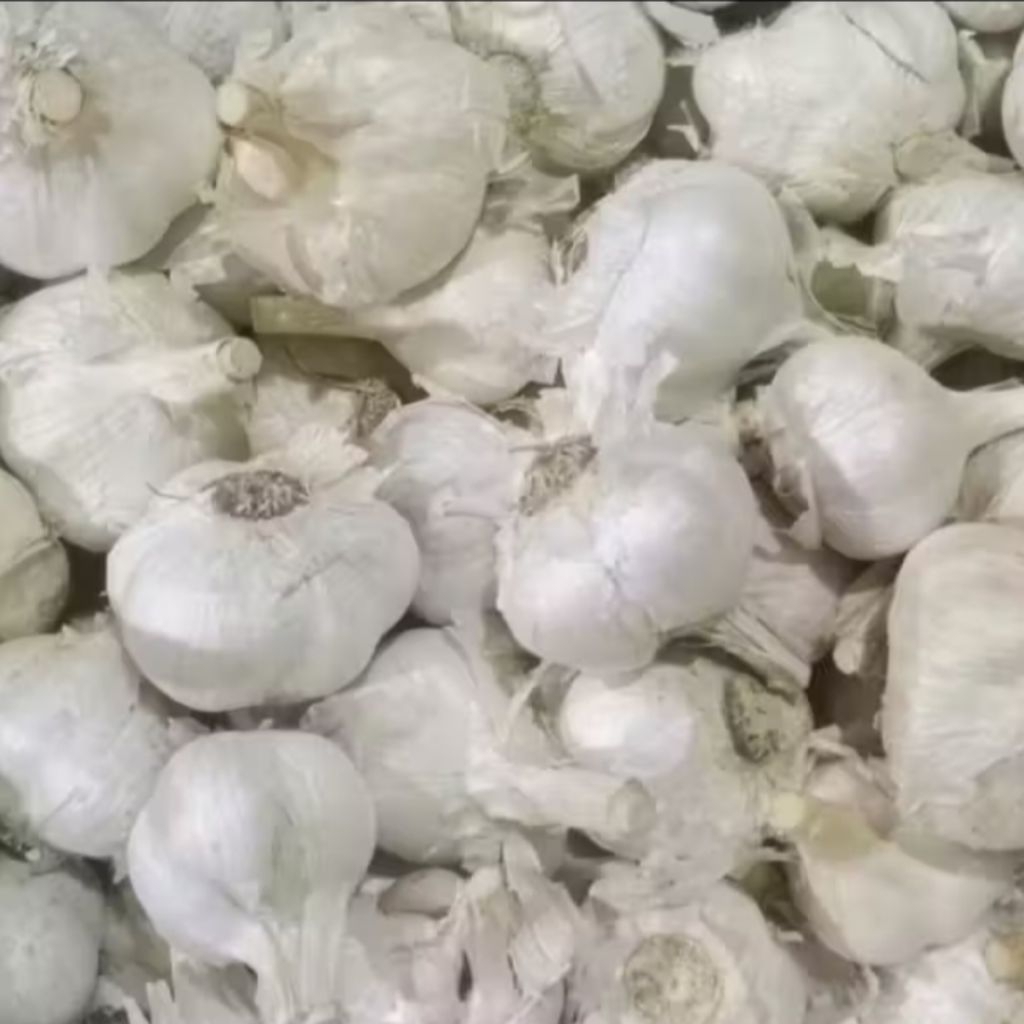 Bawang putih kating kotor