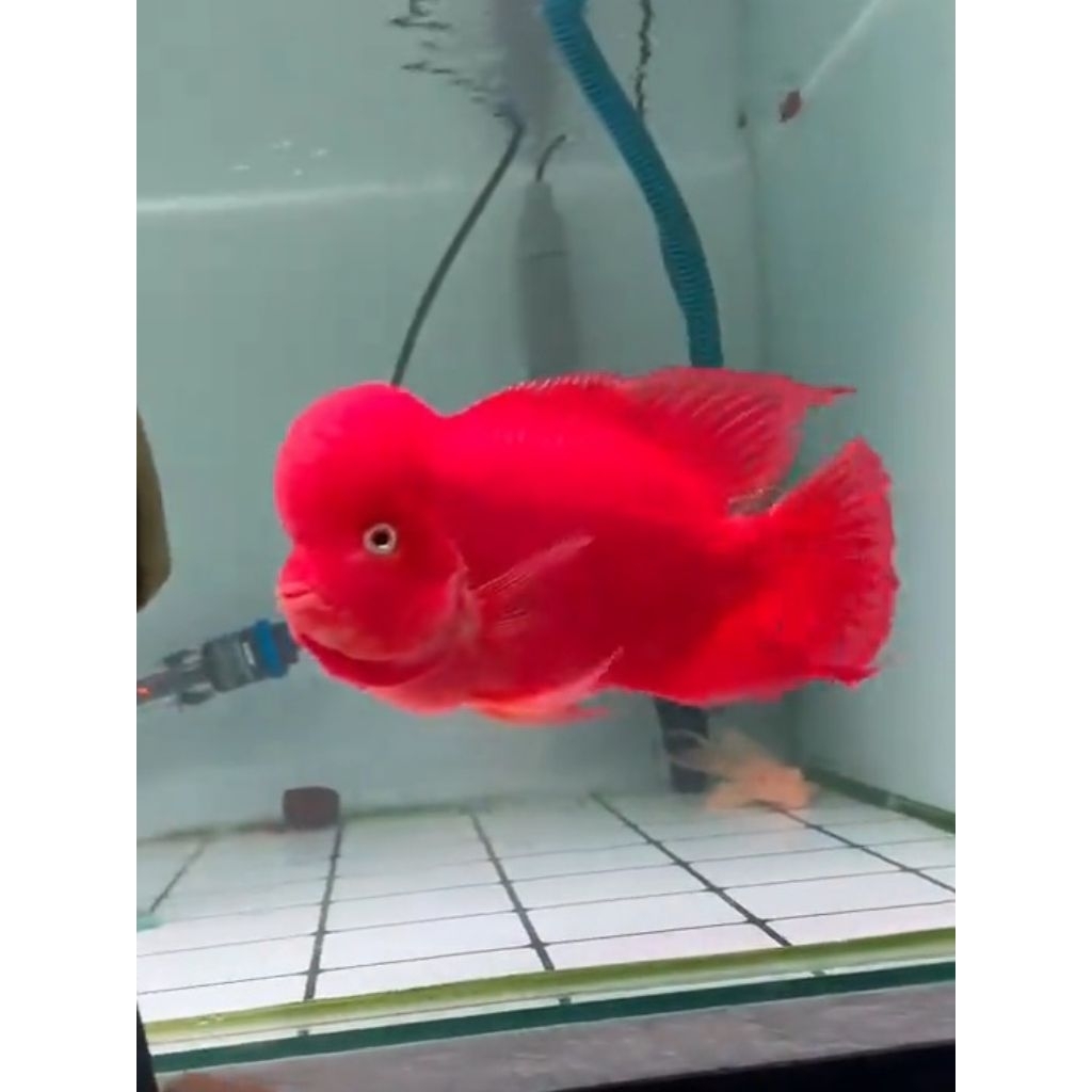 Burayak Louhan SRM Super Red Monkey Thailand, Warna Merah Menawan, Asli Thailand, Kualitas Unggulan