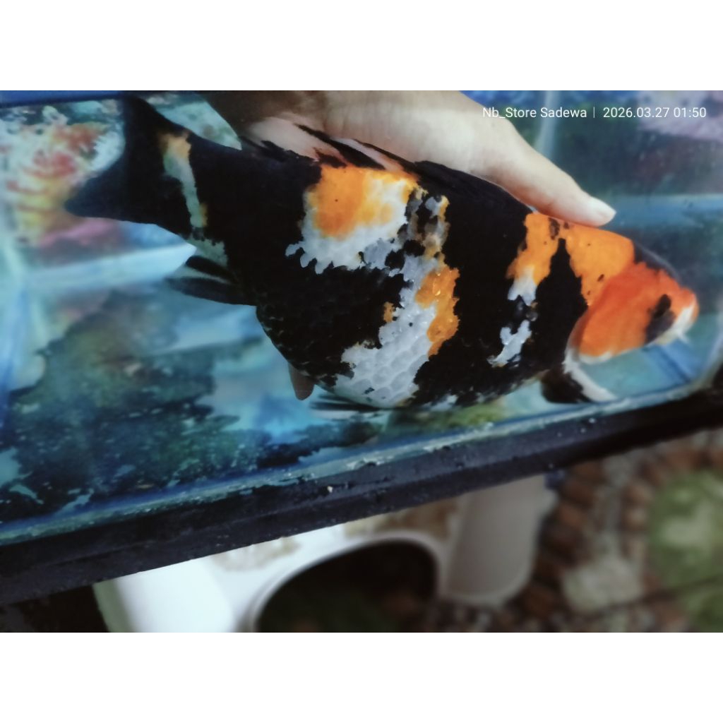KOI BLITAR SHORT BODY 30Cm