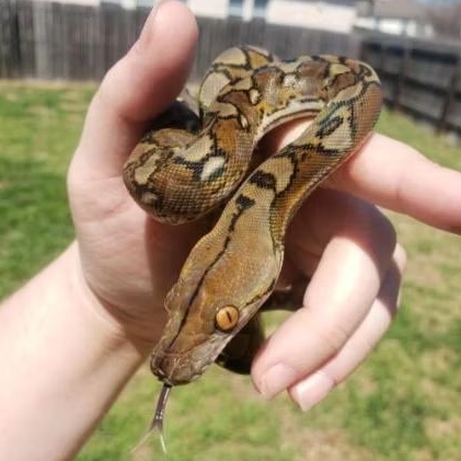 Reticulatus python