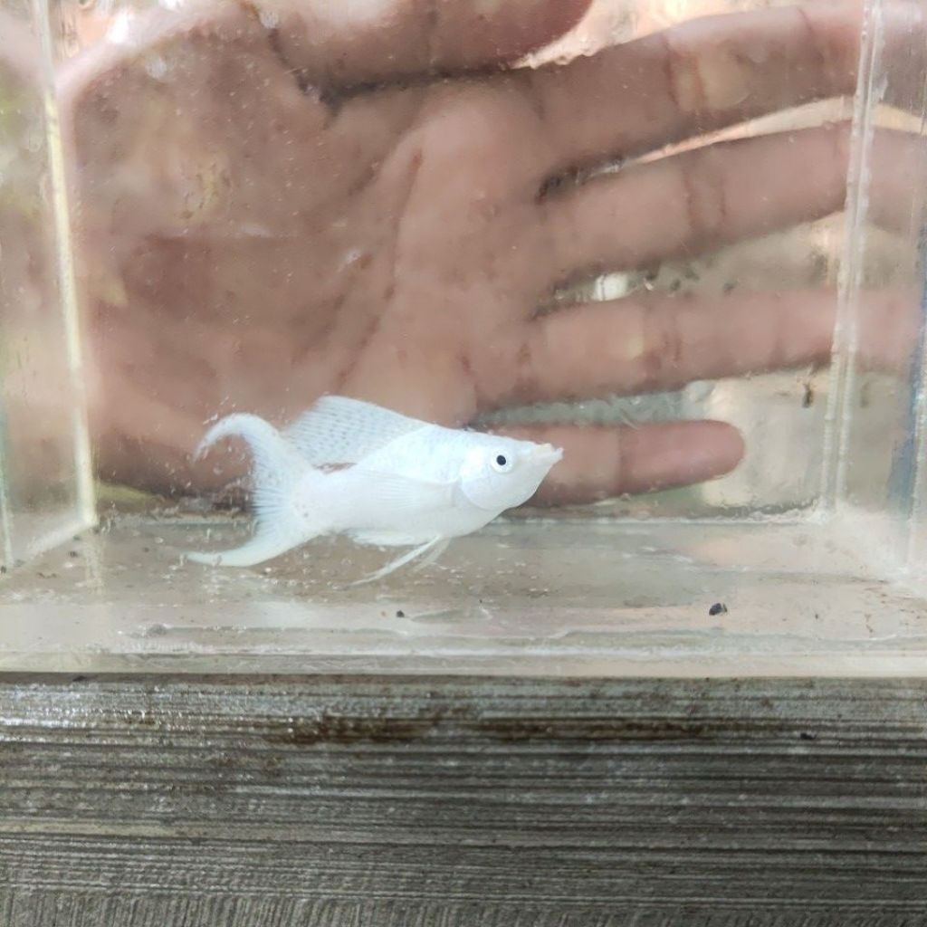 Molly platinum cawang