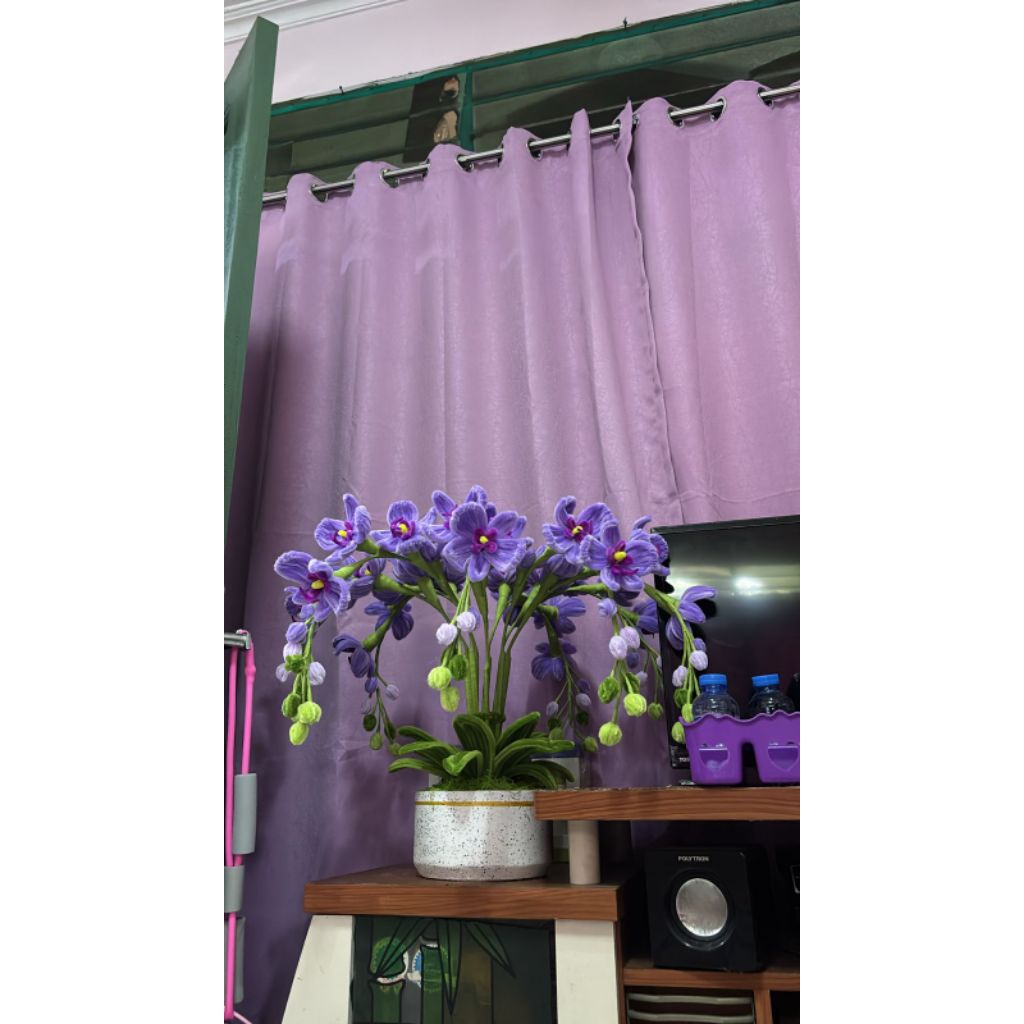 bunga anggrek bulan/ anggrek bulan kawat bulu / bunga anggrek