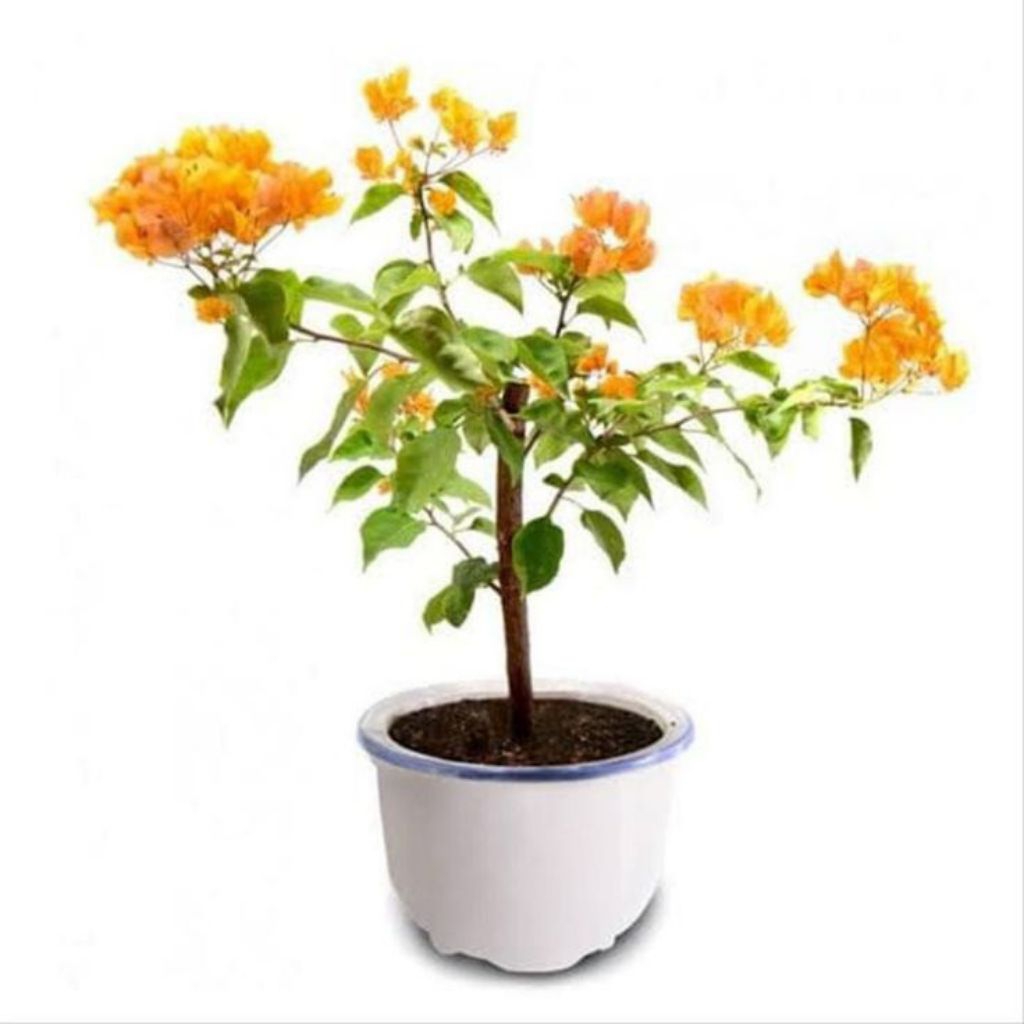 Tanaman bugenvil bunga kertas bunga kuning