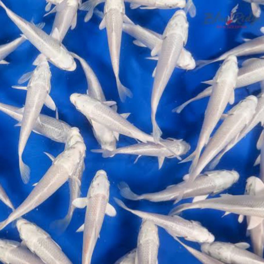 Koi platinum calon super ukuran ±10cm isi 7 ekor