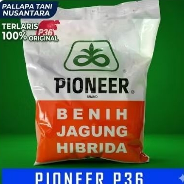 BENIH JAGUNG HIBRIDA PIONEER  P36 KEMASAN 1KG