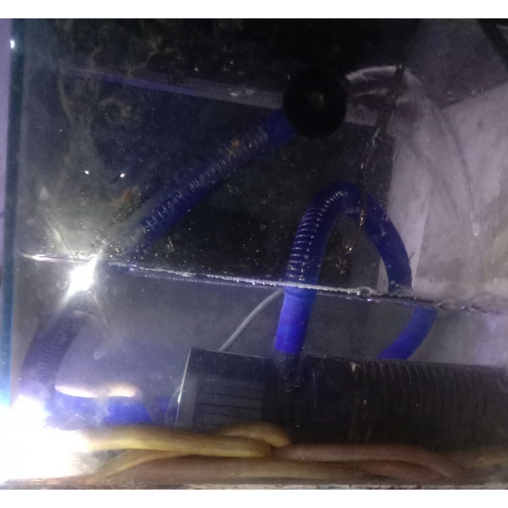 BELUT SAWAH ASLI TANGKAPAN NGUREK