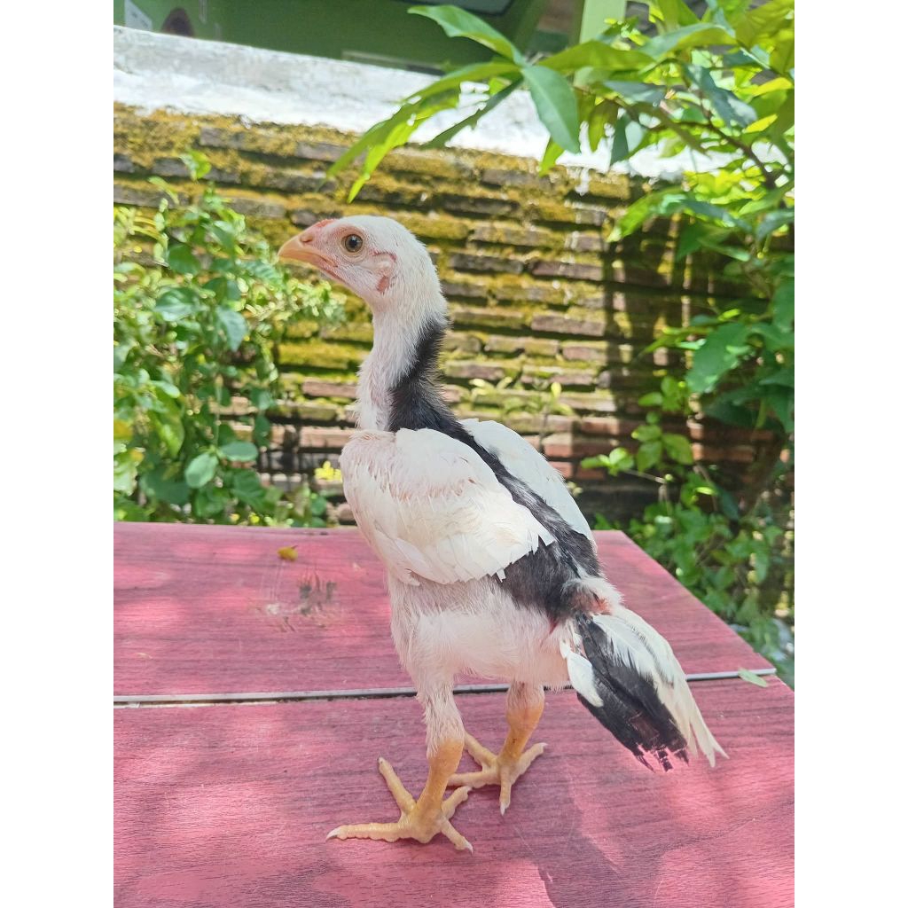 Ayam Ekor Lidi Usia 1-3 Bulan