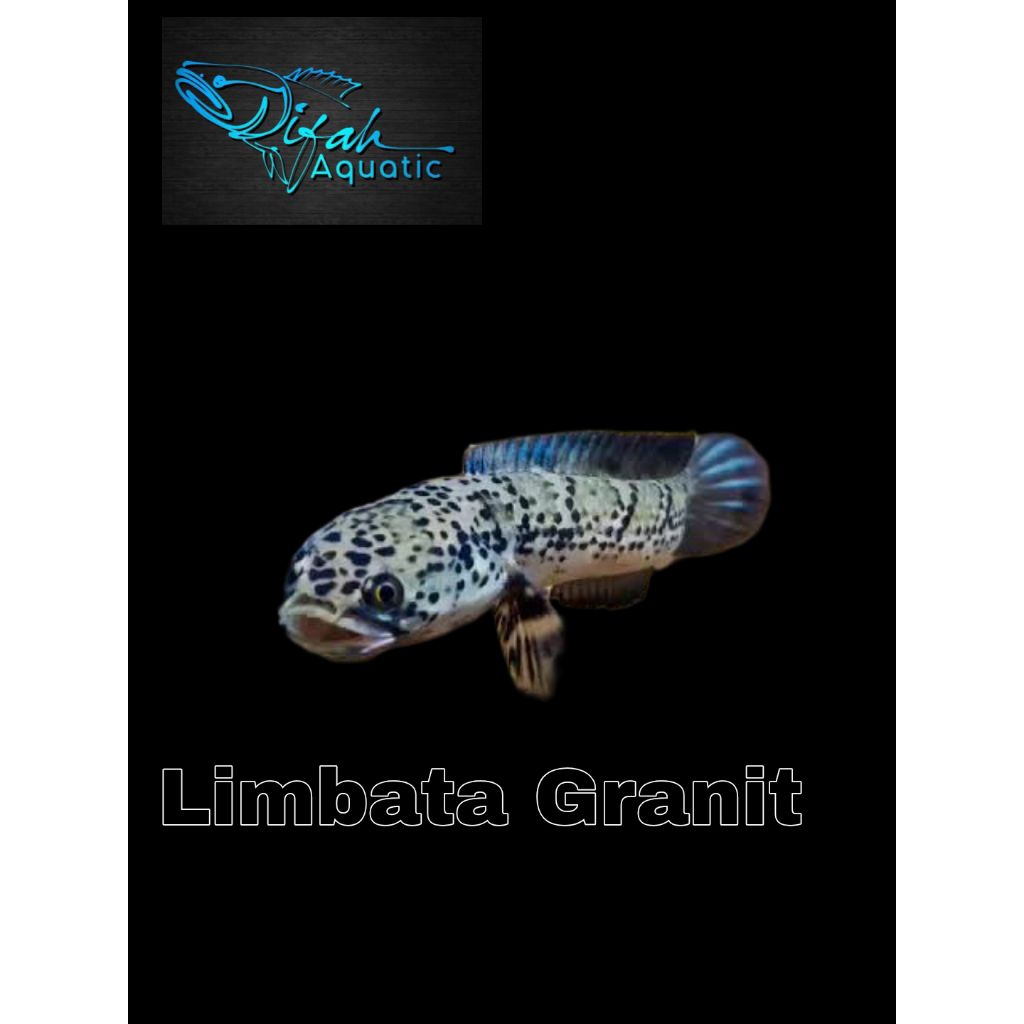 Ekstrak Ketapang Progres (limbata Granit)