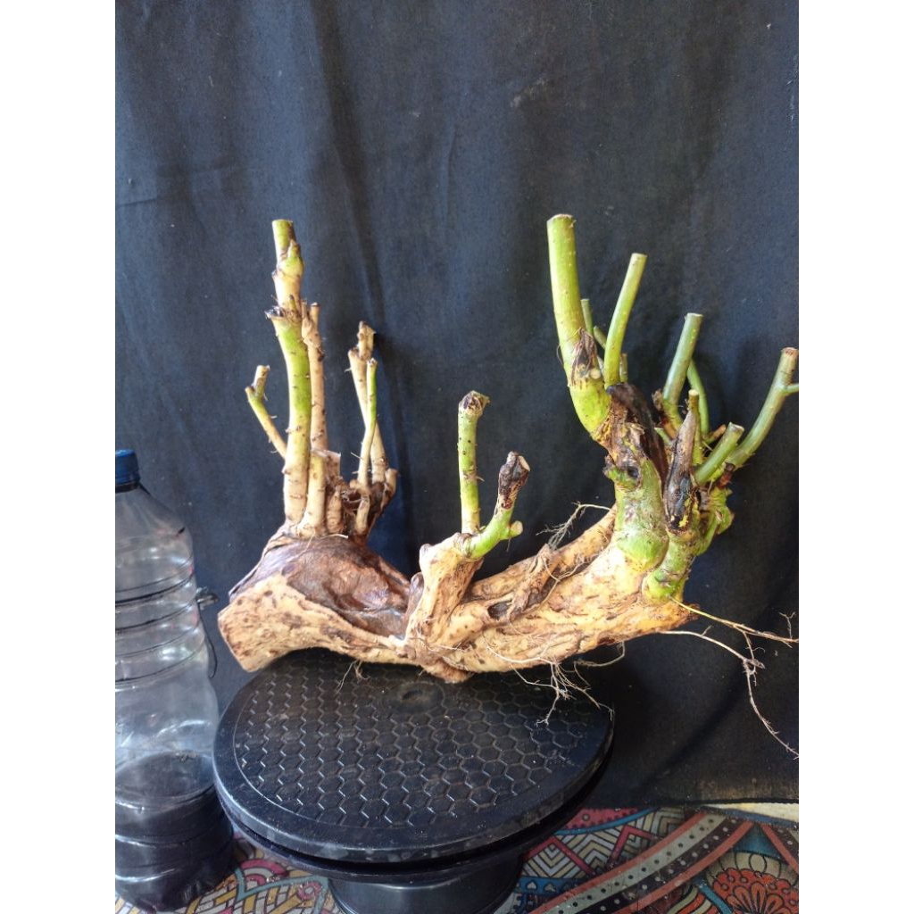 bahan bonsai serut raft