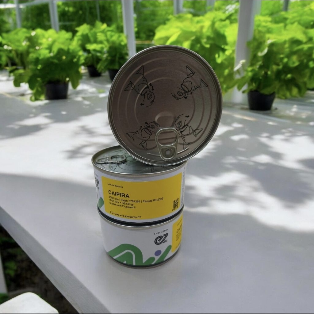 [5000 Pills] Benih Selada CAIPIRA Batavia Kemasan Kaleng isi 5000 Pills Indoseed Enza Zaden