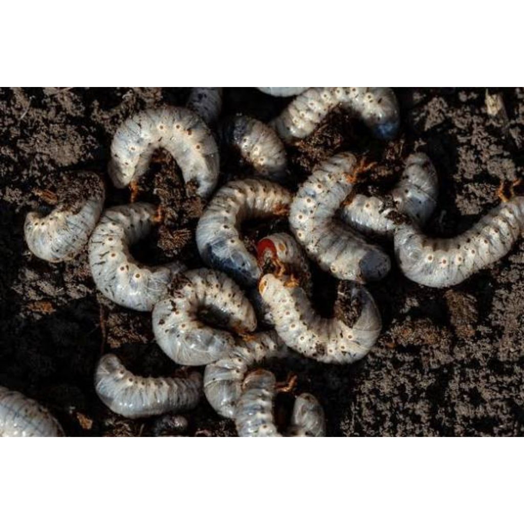 ulat/larva/gegodon kumbang tanduk hidup