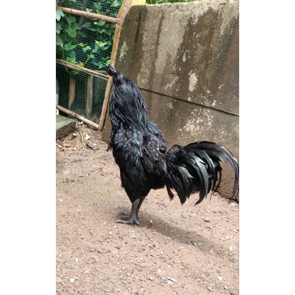 ayam cemani betina lidah abu (siap ternak)