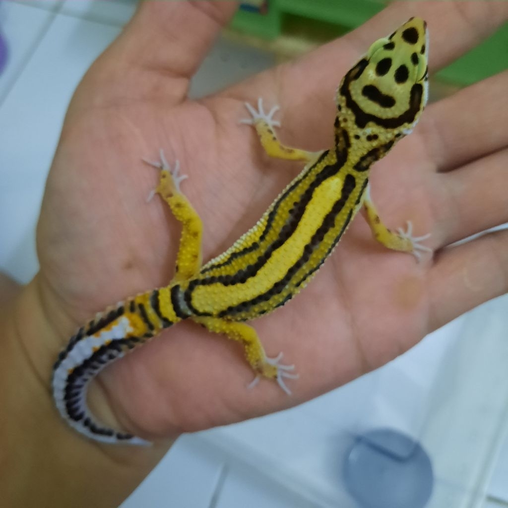 Hiasan Istimewa Gecko Leopard Macksnow Bold Stripe Premium stripe tebal dan rapi