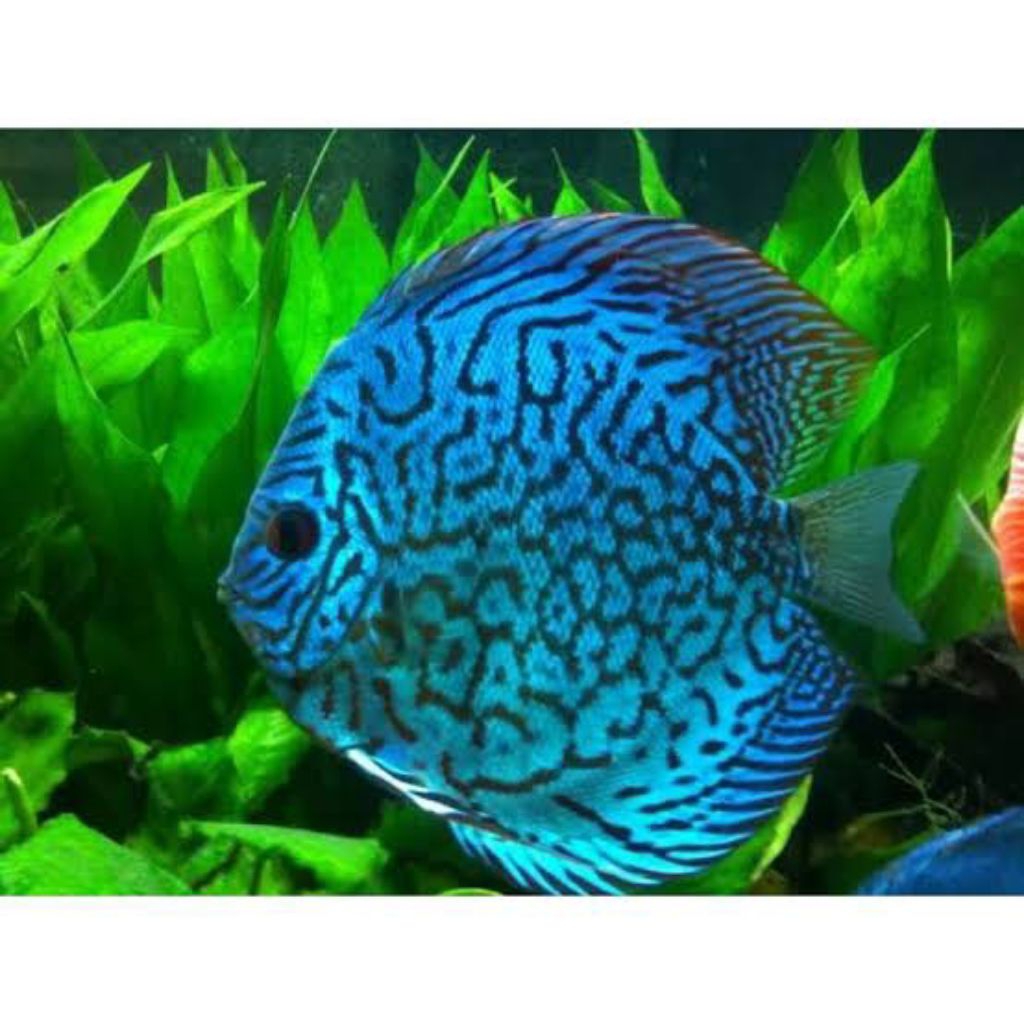blue pigeon checkerboard hiasan aquarium discus