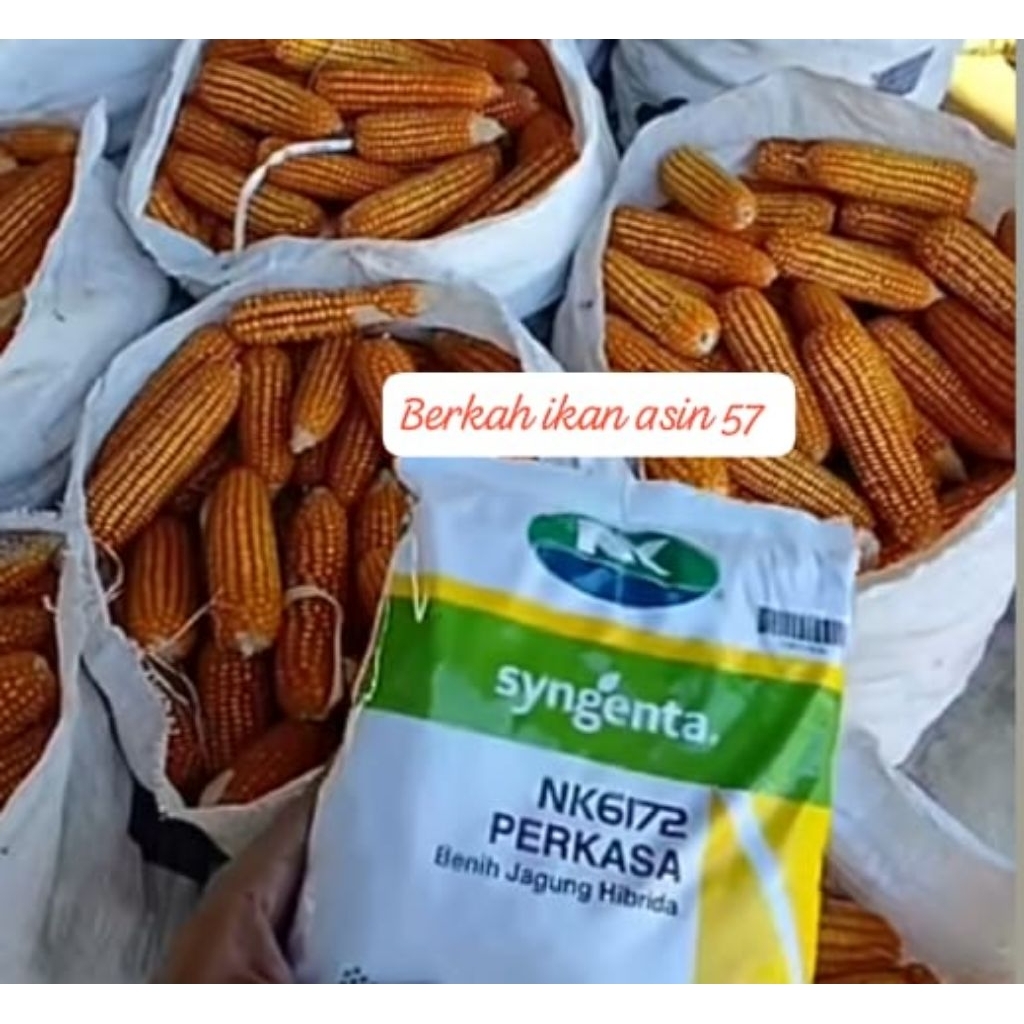 GROSIR 1kg BENIH JAGUNG F2 DR SYNGENTA NK 6172 PERKASA SIAP TANAM