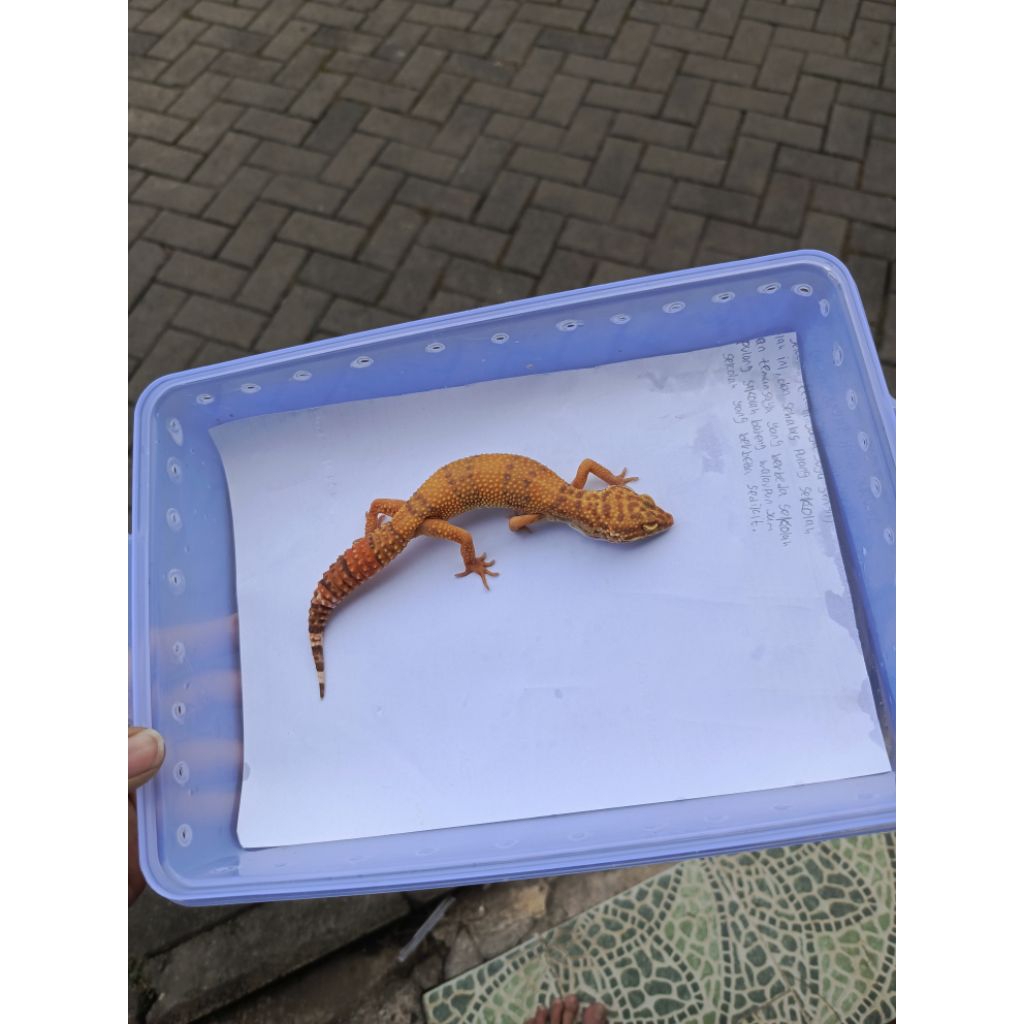 Leopard Gecko Tremper Lavender Betina