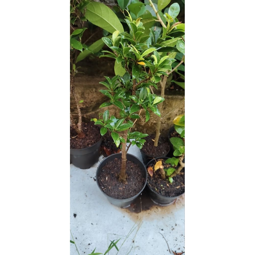 ficus elegan