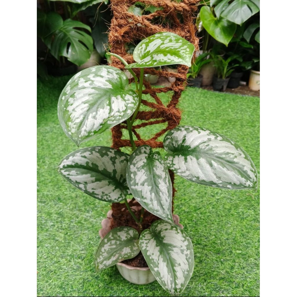 SCINDAPSUS PICTUS / TANAMAN HIAS