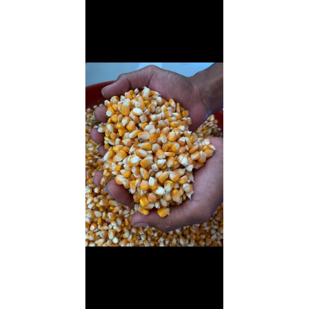 jagung pipil kering 1kg