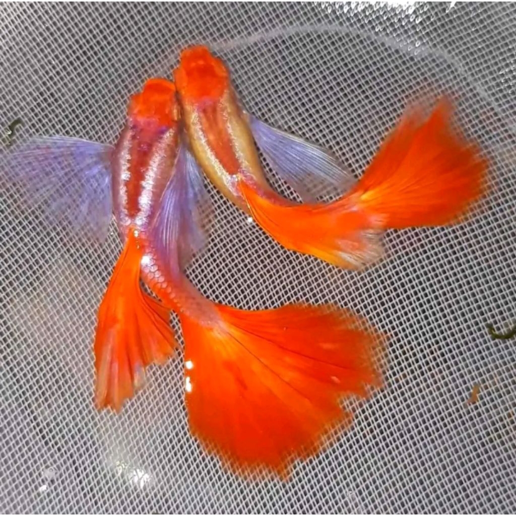 Hiasan aquarium,1pasang Ikan Guppy albino prtde - Hiasan Aquarium Elegan