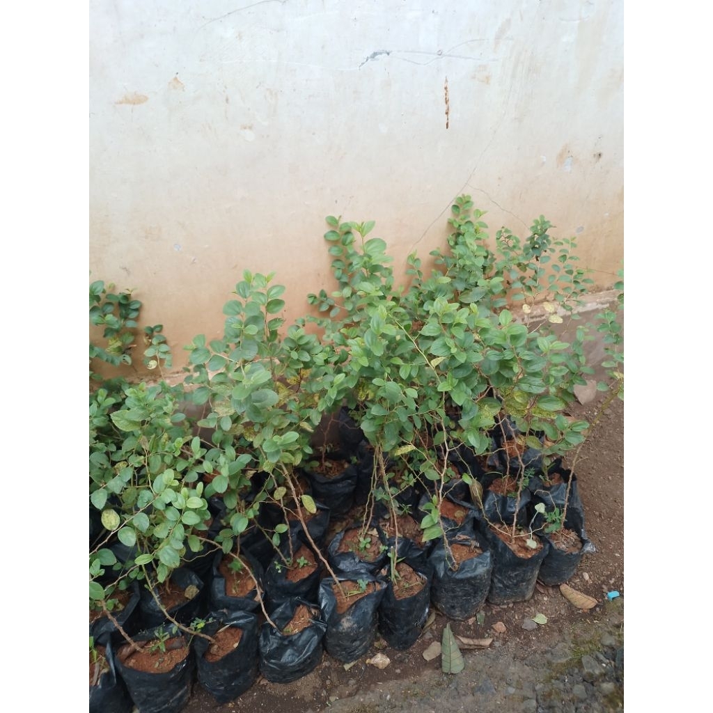 Bibit Pohon Bidara Arab Beli 5 bonus 1