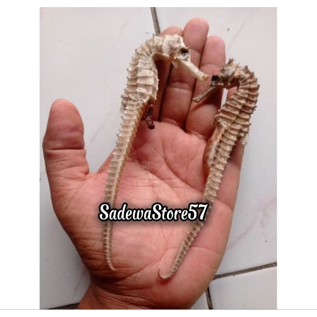 Kuda Laut Kering PILIHAN X-Tra Jumbo UK.17_18cm Asli dari Laut Jawa Grade A Super (1Biji)