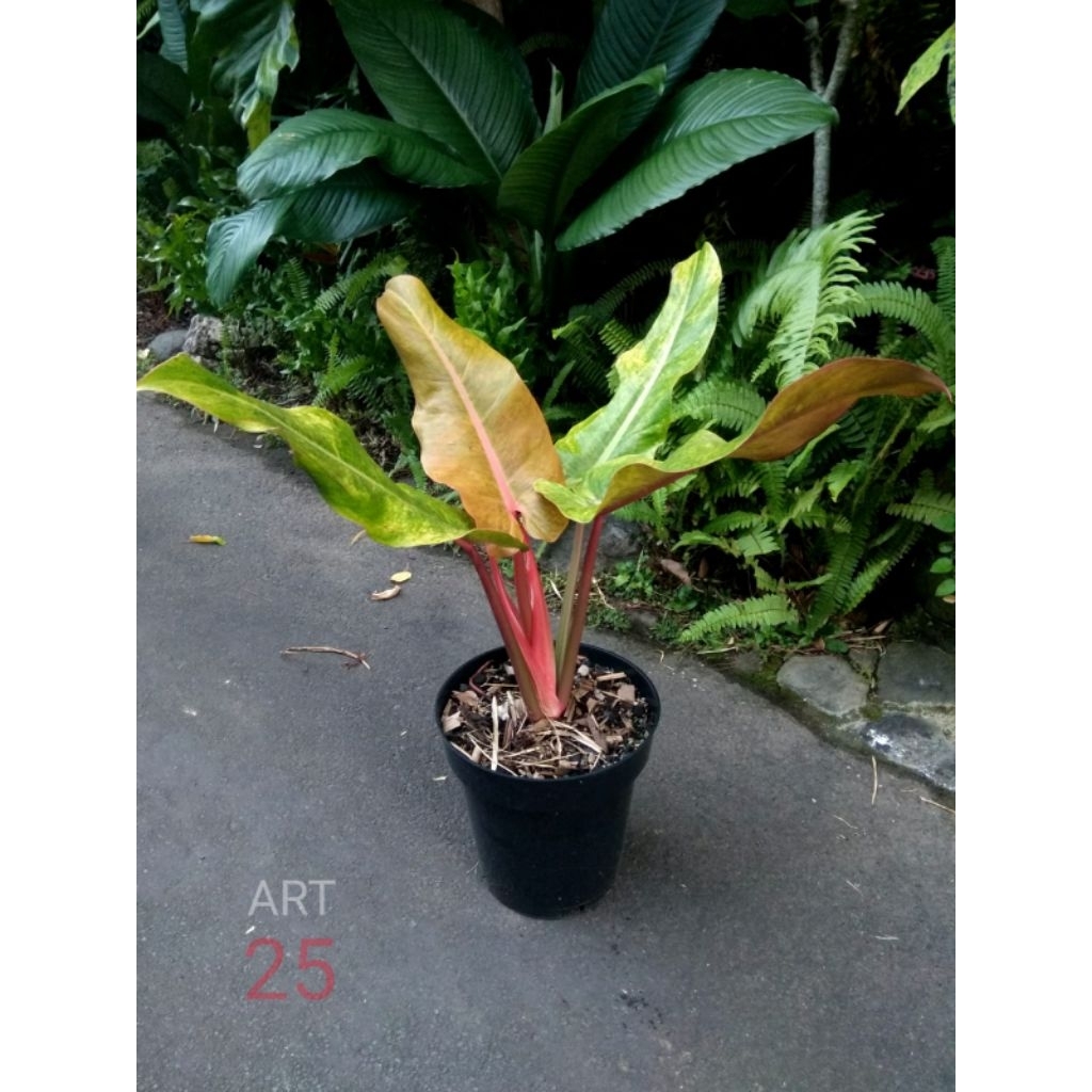 Philodendron 'Orange Marmalade' Philo Tricolour Tricolor Real Picture