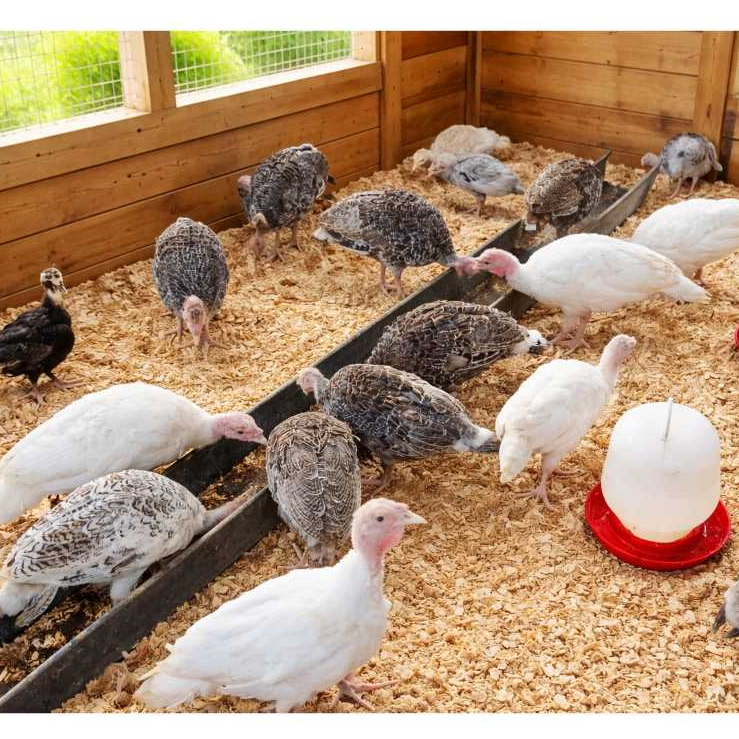 Ayam Kalkun Usia 3 Bulan