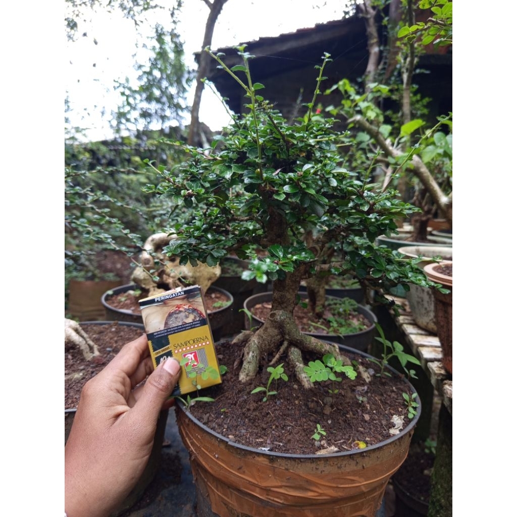 Bonsai hokiantea mikro rimbun berkarakter sesuai foto