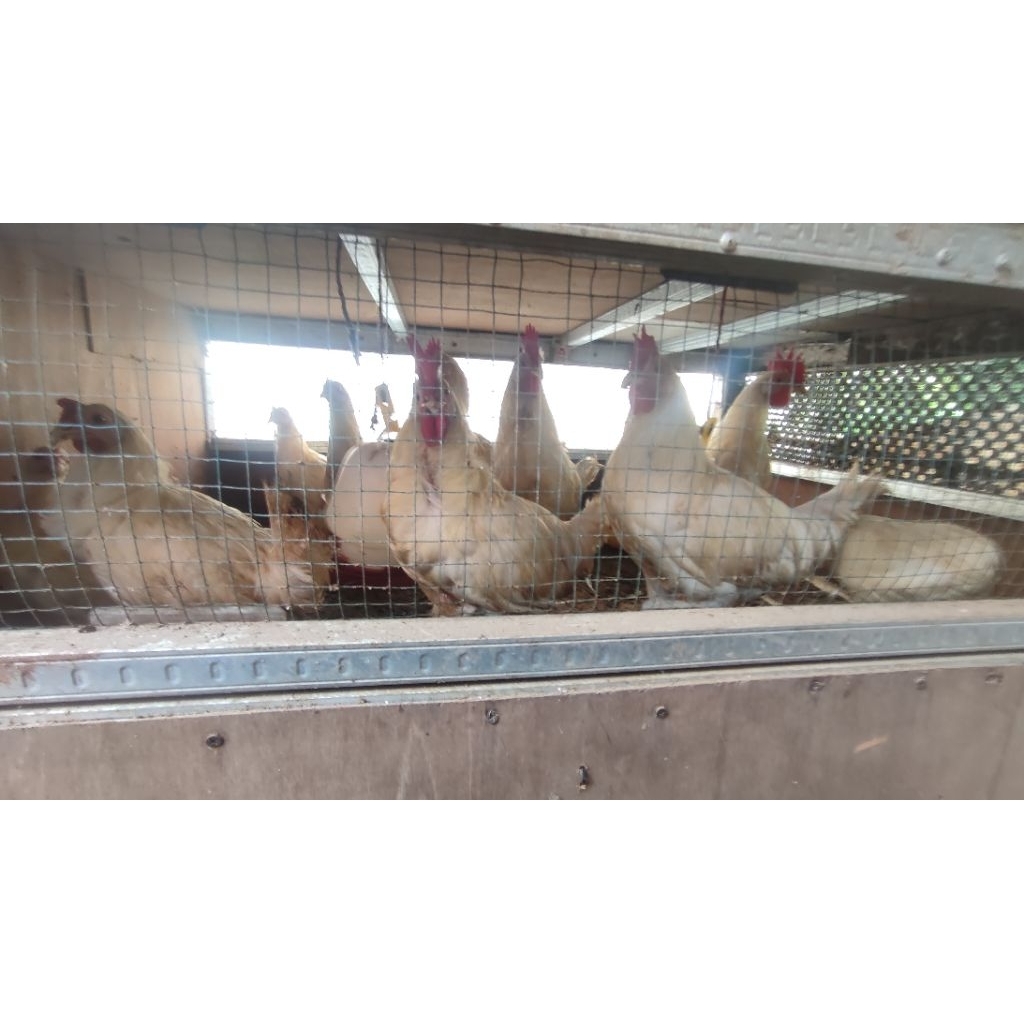 Ayam white leghorn asli indukan