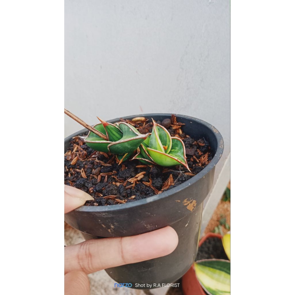 sansevieria rorida varigata